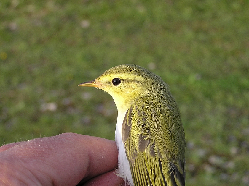 Wood Warbler, Sundre 20050728